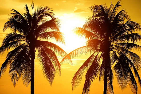 Güneş doğuyor ve sabahın erken saatlerinde denizin yanında sahilde altın sarısı gökyüzü ve hindistan cevizi ağaçları