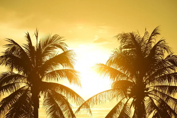 palmiye ağaçları ile güzel gün batımı 