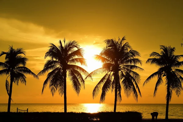 Güneş doğuyor ve sabahın erken saatlerinde denizin yanında sahilde altın sarısı gökyüzü ve hindistan cevizi ağaçları