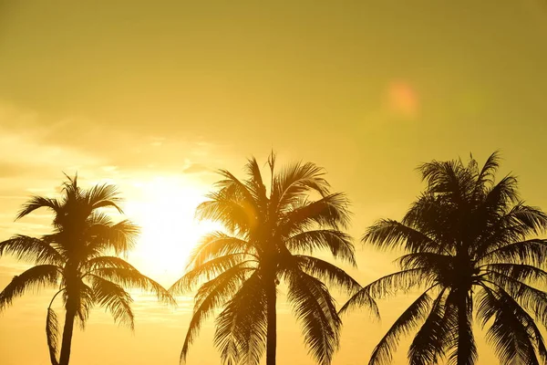 Güneş doğuyor ve sabahın erken saatlerinde denizin yanında sahilde altın sarısı gökyüzü ve hindistan cevizi ağaçları