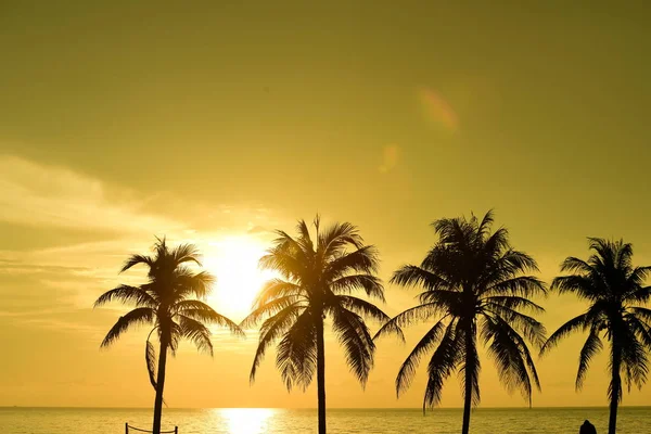 Güneş doğuyor ve sabahın erken saatlerinde denizin yanında sahilde altın sarısı gökyüzü ve hindistan cevizi ağaçları