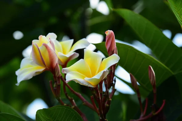 Pestrobarevné Květiny Zahrada Plumeria Kvetení Nádherná Květinová Zahrada Kvetoucí — Stock fotografie