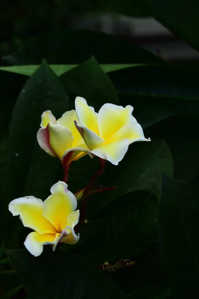 Flores Coloridas Jardim Plumeria Flor Florescendo Flores Bonitas Jardim Florescendo — Fotografia de Stock