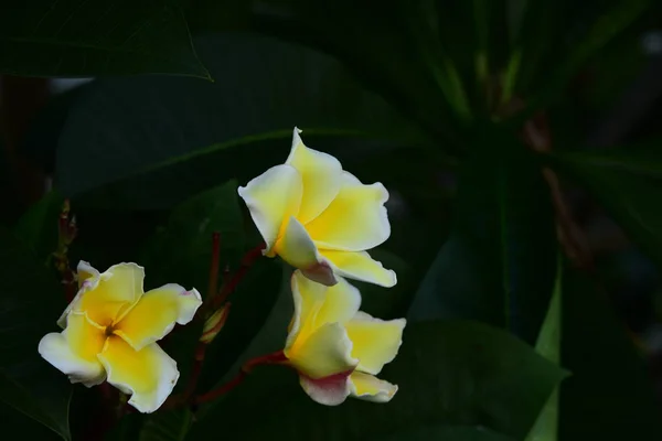 Kleurrijke Bloementuin Plumeria Bloem Bloeien Mooie Bloementuin Bloeien — Stockfoto