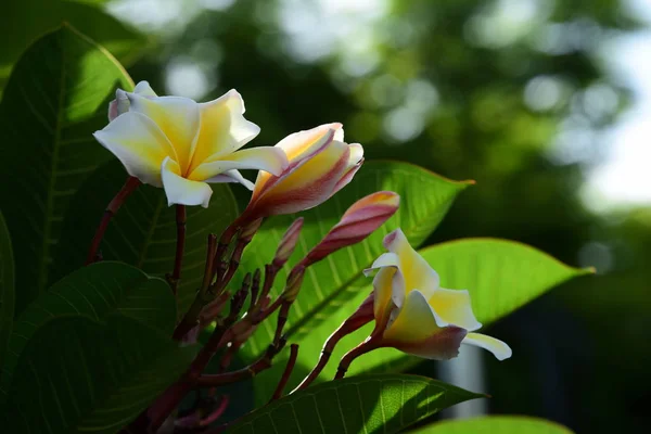 Färgglada Blommor Trädgård Plumeria Blomma Blommande Vackra Blommor Trädgård Blommande — Stockfoto