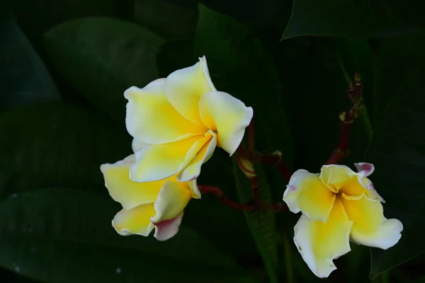 Pestrobarevné Květiny Zahrada Plumeria Kvetení Nádherná Květinová Zahrada Kvetoucí — Stock fotografie