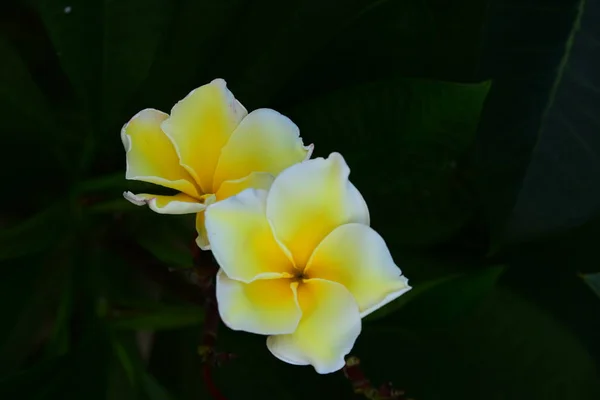 Fleurs Colorées Jardin Plumeria Floraison Fleurs Magnifiques Jardin Floraison — Photo