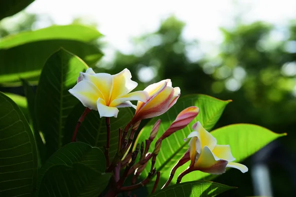 Färgglada Blommor Trädgård Plumeria Blomma Blommande Vackra Blommor Trädgård Blommande — Stockfoto