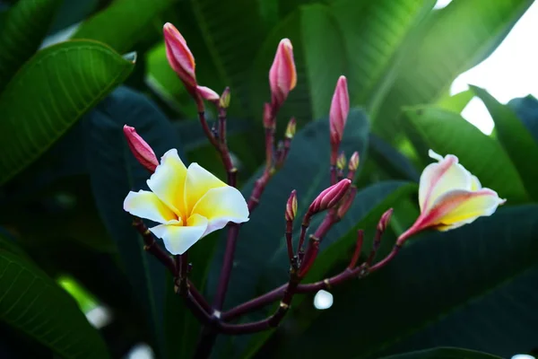 Pestrobarevné Květiny Zahrada Plumeria Kvetení Nádherná Květinová Zahrada Kvetoucí — Stock fotografie