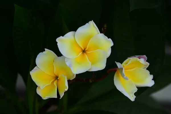 Fleurs Colorées Jardin Plumeria Floraison Fleurs Magnifiques Jardin Floraison — Photo