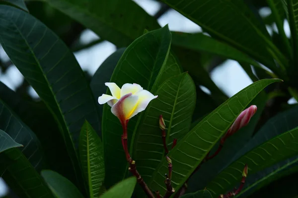 Pestrobarevné Květiny Zahrada Plumeria Kvetení Nádherná Květinová Zahrada Kvetoucí — Stock fotografie