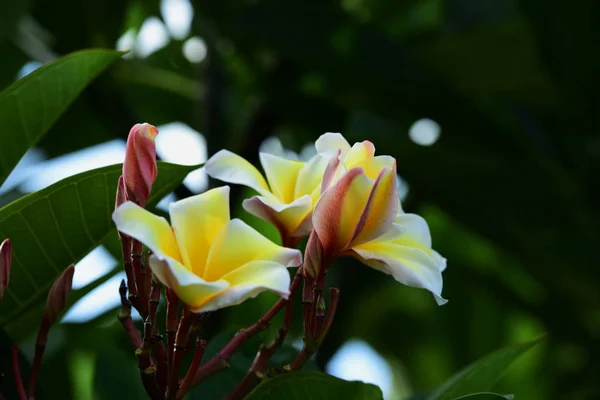 Hermosa Floración Flores Jardín — Foto de Stock