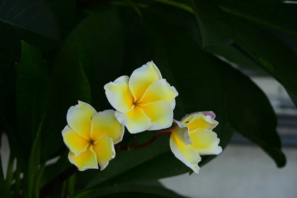 Schöne Blühende Blumen Garten — Stockfoto