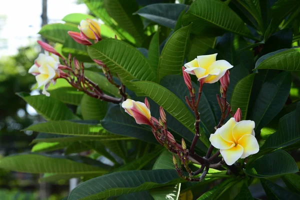 Belle Floraison Fleurs Dans Jardin — Photo