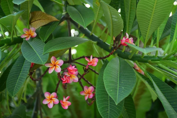 Belle Floraison Fleurs Dans Jardin — Photo