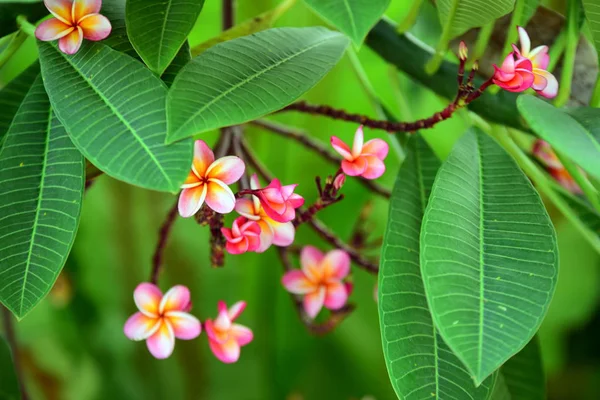 Primo Piano Fiori Che Crescono All Aperto Durante Giorno — Foto Stock