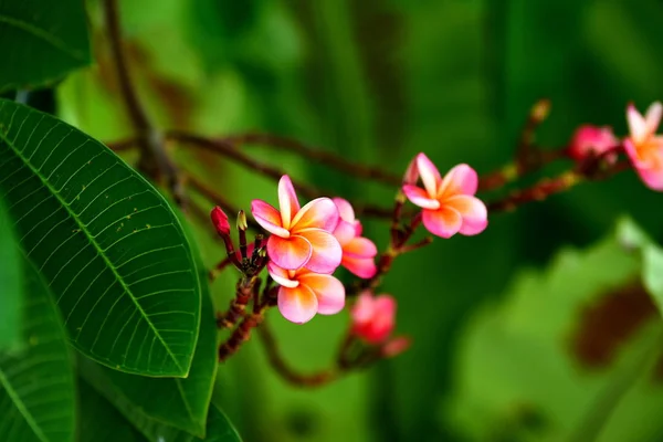 Primo Piano Fiori Che Crescono All Aperto Durante Giorno — Foto Stock