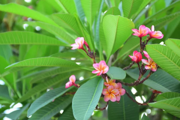 Primo Piano Fiori Che Crescono All Aperto Durante Giorno — Foto Stock