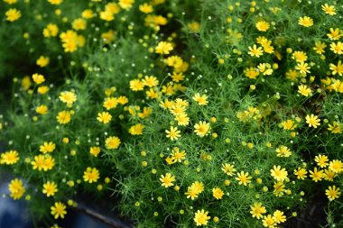 Bahçede güzel çiçekler yaz aylarında Blooming.