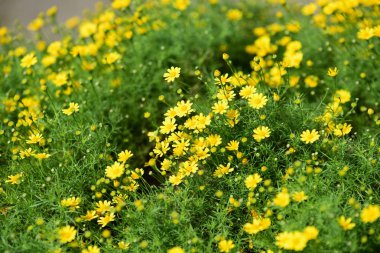 Bahçede güzel çiçekler yaz aylarında Blooming.
