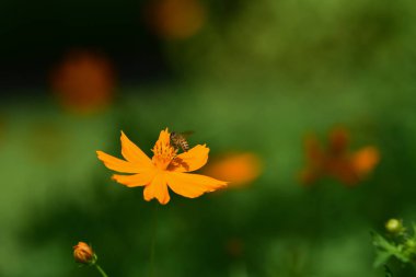 Açık havada büyüyen çiçeklerin kapağını kapatın.