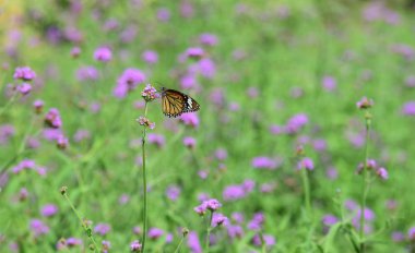 Bahçede güzel çiçekler yaz aylarında Blooming.