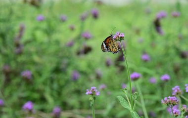Açık havada büyüyen çiçeklerin kapağını kapatın.
