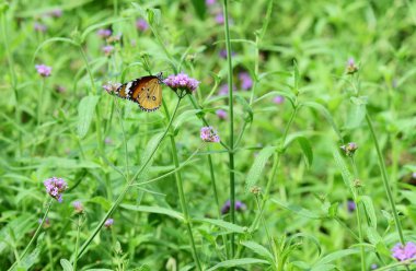 Açık havada büyüyen çiçeklerin kapağını kapatın.