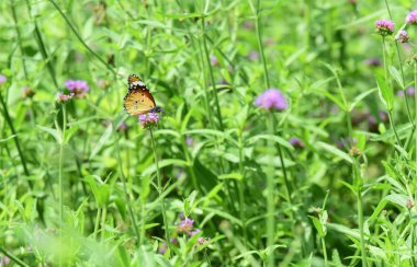 Bahçede güzel çiçekler yaz aylarında Blooming.