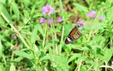 Bahçede güzel çiçekler yaz aylarında Blooming.