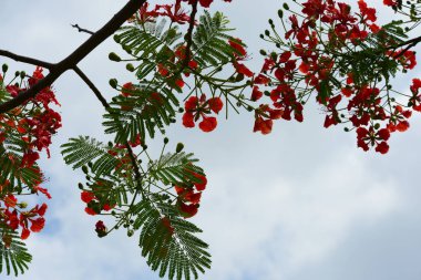 Açık havada büyüyen çiçeklerin kapağını kapatın.