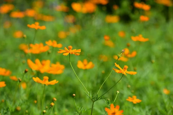 Schöne Blumen Garten Die Sommer Blühen — Stockfoto