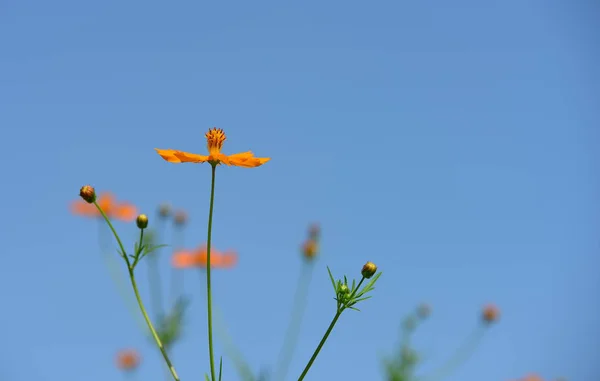 Close Flowers Growing Outdoors Daytime — ストック写真