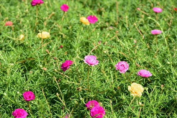 Beautiful Flowers Garden Blooming Summer — Stock Photo, Image