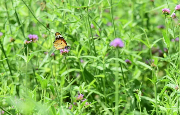 Bahçede güzel çiçekler yaz aylarında Blooming.