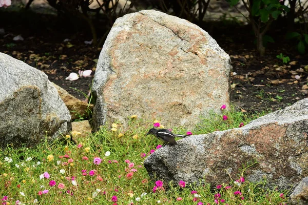 Prachtige Bloemen Tuin Bloeien Zomer — Stockfoto