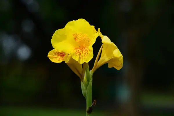 Vackra Blommor Trädgården Blommar Sommaren — Stockfoto