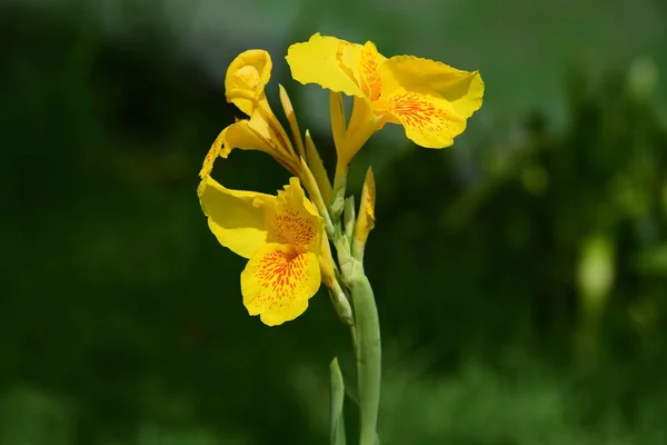 Primer Plano Las Flores Que Crecen Aire Libre Durante Día — Foto de Stock