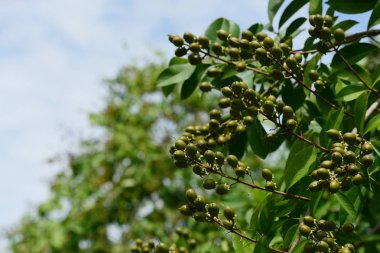 Yeşil parkta meyve ağacı