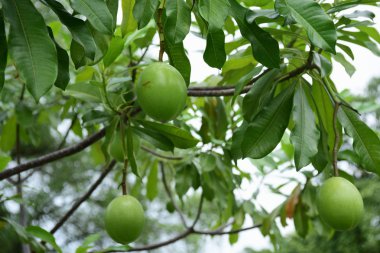 Yeşil parkta meyve ağacı 