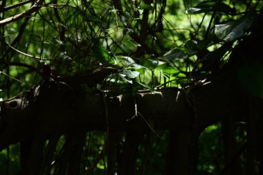 Parkta yaprakları olan yeşil ağaç