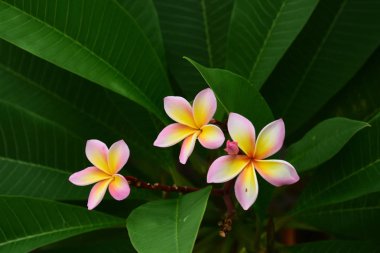 Açık havada büyüyen çiçeklerin kapağını kapatın.