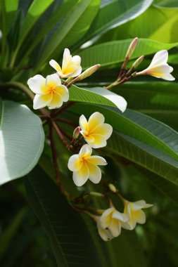 Açık havada büyüyen çiçeklerin kapağını kapatın.