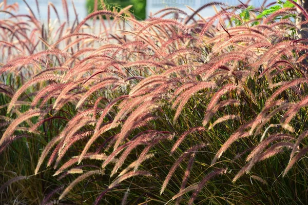 Erba Felce Rosa Giardino — Foto Stock