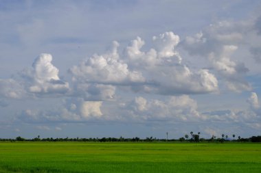 Palmiye ağaçları ve gökyüzü ve beyaz bulutlar ile yeşil alanlar