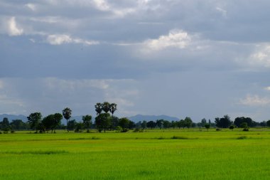 Palmiye ağaçları ve gökyüzü ve beyaz bulutlar ile yeşil alanlar