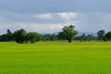 Palmiye ağaçları ve gökyüzü ve beyaz bulutlar ile yeşil alanlar