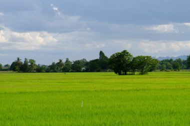 Palmiye ağaçları ve gökyüzü ve beyaz bulutlar ile yeşil alanlar