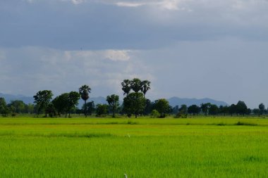 Palmiye ağaçları ve gökyüzü ve beyaz bulutlar ile yeşil alanlar