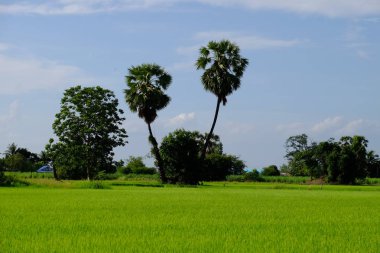 Palmiye ağaçları ve gökyüzü ve beyaz bulutlar ile yeşil alanlar